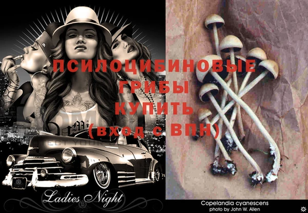 первитин Богданович